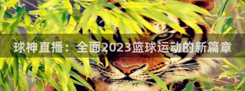 世界杯直播免费高清无插件直播：球神直播：全面2023篮球运动的新篇章
